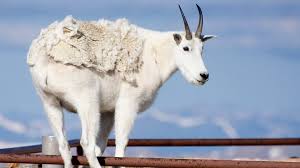 The centers for disease control and prevention (cdc) cannot. Cpw Looks To Identify Unknown Disease In Mountain Goats 9news Com