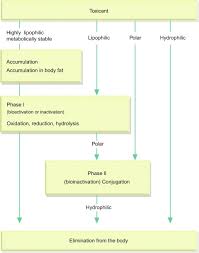 We would like to show you a description here but the site won't allow us. Biotransformation An Overview Sciencedirect Topics
