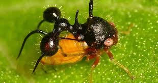 Image result for Solenangis clavata