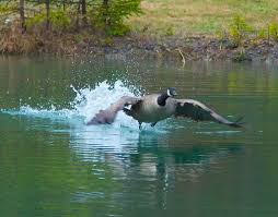 We would love to have the chance to exceed your expectations. 4 Things You Need To Know Before You Stock Your Pond With Fish