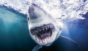 1,573 shark attack stock video clips in 4k and hd for creative projects. The World S 10 Deadliest Shark Attack Beaches The Inertia