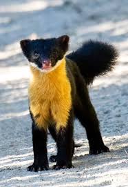 Nilgiri Marten Weird Animals Cute Animals Interesting Animals