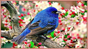 Birds Chirping In The Morning Sound Effect Sound Therapy Morning Birds Over An Hour Tweet Tweet Beautiful Birds Pretty Birds Colorful Birds