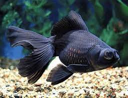 Goldfish Black Moor For Commercial Size 2 5 Rs 7 50 Piece Id 22320684430