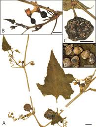 Image result for Cayaponia