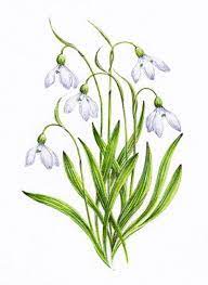 Snowdrop Pictures Pics Images And Photos For Inspiration Birth Flower Tattoos Flower Drawing Flower Art