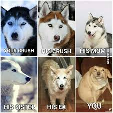 Hello Fresh Dwellers Funny Animal Jokes Funny Dog Memes Funny Animal Memes