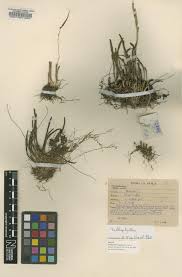 Image result for Bulbophyllum intertextum