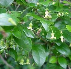 Image result for Canthium glaucum