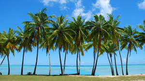 What is the smallest palm tree? How Fast Do Palm Trees Grow The Tree Center