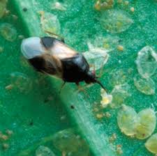 Biological pest control this is a pest control method that utilizes predators and parasites to control vermin. Biocontrol Of Pests Of Greenhouse Grown Peppers Seminis