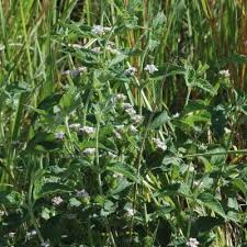Image result for Lantana angolensis