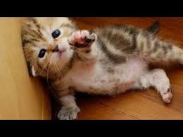 Image result for cute kittens