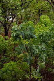 Image result for Ochna gambleoides