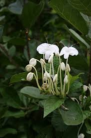 Image result for Clerodendrum incisum