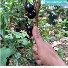 Daftar harga tanaman buah bibit anggur terbaru juni 2021. Jual Produk Tanaman Buah Langka Buah Termurah Dan Terlengkap Agustus 2021 Bukalapak