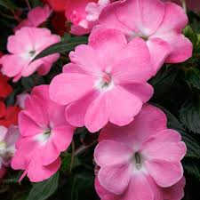 Image result for Impatiens shirensis