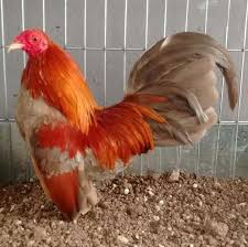 Fawn Red Bantam Chickens Beautiful Chickens Chickens Backyard