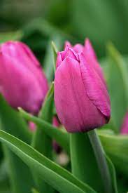 Pin By Jean Polk On 2012 Colours Pink Tulips Most Popular Flowers Tulips Flowers