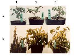 And while all or partly red tomatoes can tolerate these same low temperatures, they really do best at temperatures above 50º f. Cold Tolerance Test Of The Transformed Tomato Plants Download Scientific Diagram