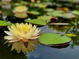 A voodoo lily is a type of corpse flower (aka carrion plant). Water Lily Buying Growing Guide Trees Com