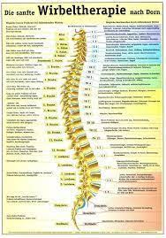 16 Anatomie Ideen Anatomie Gesundheit Wirbelsaule Gesundheit