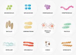 imagens de varios tipos de bacterias tipos de bacterias tipos de varios imagens de varios tipos de bacterias