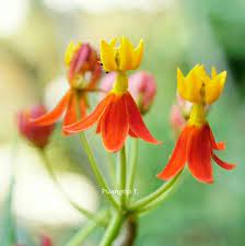 pin by puangtip t on something on the way how to memorize things in this moment plants