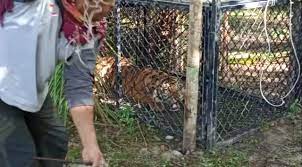 Kandang merpati kolong dan ukurannya. Harimau Yang Memangsa Ternak Warga Di Aceh Singkil Ditangkap Daerah Aceh Portal Bijak Mengabarkan