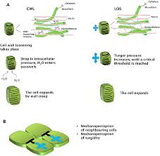 Check spelling or type a new query. Pdf No Stress Relax Mechanisms Governing Growth And Shape In Plant Cells Semantic Scholar