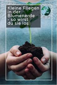 17 großartig kleine schwarze würmer in der küche wohndesign. Kleine Fliegen In Der Blumenerde Damit Sie Sie Loswerden Konnen Potting Soil Soil Plants