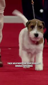 Russell Griffith Dog