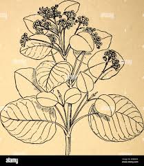 Image result for Euphorbia cotinifolia