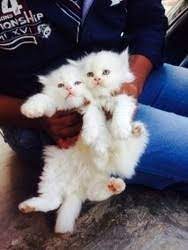 Persian cats for sale in vijayawada best price, 45 day old lovely kitten has for sale best price in. 10000 For Good Quality Punch Face Persian Kitten Rs 10000 Piece Id 19721953430
