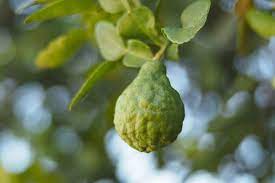 Our business started 30 years ago,with only 14 products within the. What Does Bergamot Smell Like 8 Best Unisex Fragrances To Wear It Everfumed The World Of Fragrances