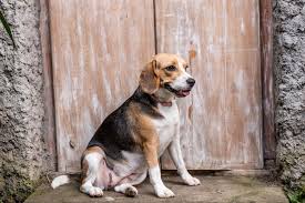 Beagles also tend to run around and play less as they get older. 10 Obese Dog Breeds That Need Help Staying Fit Off The Leash