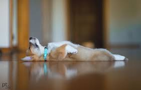 Savasan Doggie Welsh Corgi Puppies Corgi Pembroke Welsh Corgi Puppies