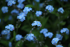 Non ti scordar di me Festa Dei Nonni Ecco Il Fiore Da Regalare Alle Nostre Fonti Di Saggezza E Amore Foggia Reporter