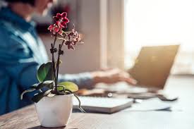 Le orchidee sono delle piante considerate difficili da coltivare, ma basta seguire alcune regole di base per farle fiorire in casa a lungo e in modo abbondante. L Orchidea Purifica L Aria Di Casa Aiutando A Calmare Nervi E Mal Di Testa Greenme