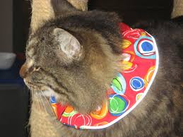 Birds Be Safe Collar Pin On Birdsbesafe Cat Collar Covers That Save Birds From Cats