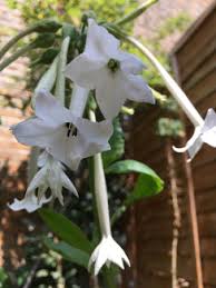 We trace our beginnings to an idea. Bee Worries Beyond Neonicotinoids Sciencedirect