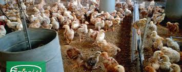 Nell'allevamento a terra le galline vivono libere in capannoni a diversi livelli (da 1 a 4) con un nido ogni 7 animali e dove si trovano le mangiatoie e gli abbeveratoi. Polli E Galline Consigli Utili Per L Allevamento Domestico