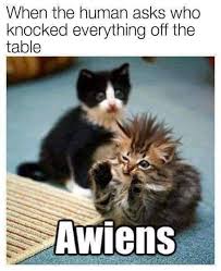 Pin By Heather Barrett On Animal Lover Funny Animal Memes Funny Cat Memes Funny Animal Pictures
