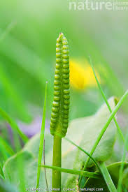 Image result for Ophioglossum vulgatum