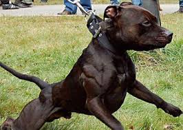 Apbt Chain Kennels Pitbulls Dog Breeds Canine Pet Dogs Pitbull Puppy Pitbull Dog Pitbull Breeds American Pitbull Terrier Pitbull Dog Pitbull Terrier