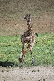Giraffe Calf Giraffe Animal Kindom Animals Wild