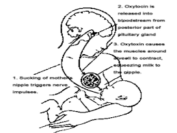 Coordination Response Part 2 The Endocrine System