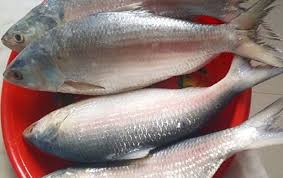 Campur ikan dengan bumbu halus. Sukar Makan Ikan Terubuk Kerana Duri Tulangnya Dua Petua Ini Bantu Makan Lebih Selesa Petua Ibu
