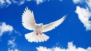 Image result for peace