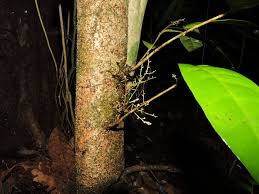 Image result for Surianaceae